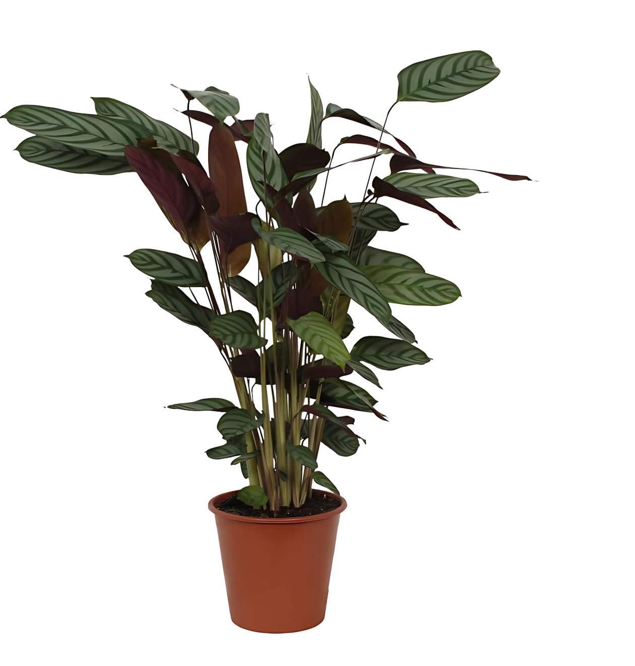 Calathea “Compactstar” | Korbmarante | +/- 80cm | ø 19cm Topf