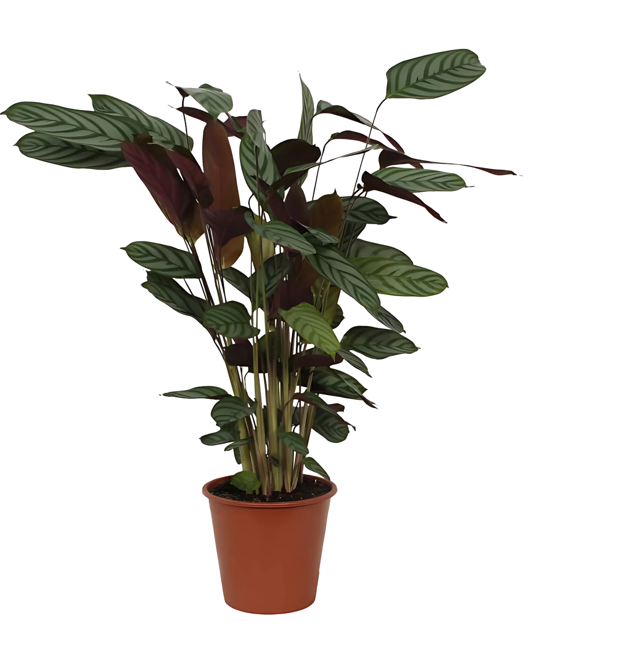 Calathea “Compactstar” | Korbmarante | +/- 80cm | ø 19cm Topf