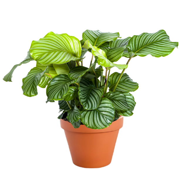 5er-Set | Grünlilie | Katzengras | Drachenbaum | Korbmarante | Einblatt | +/- 40-60cm | ø 12-15cm Topf