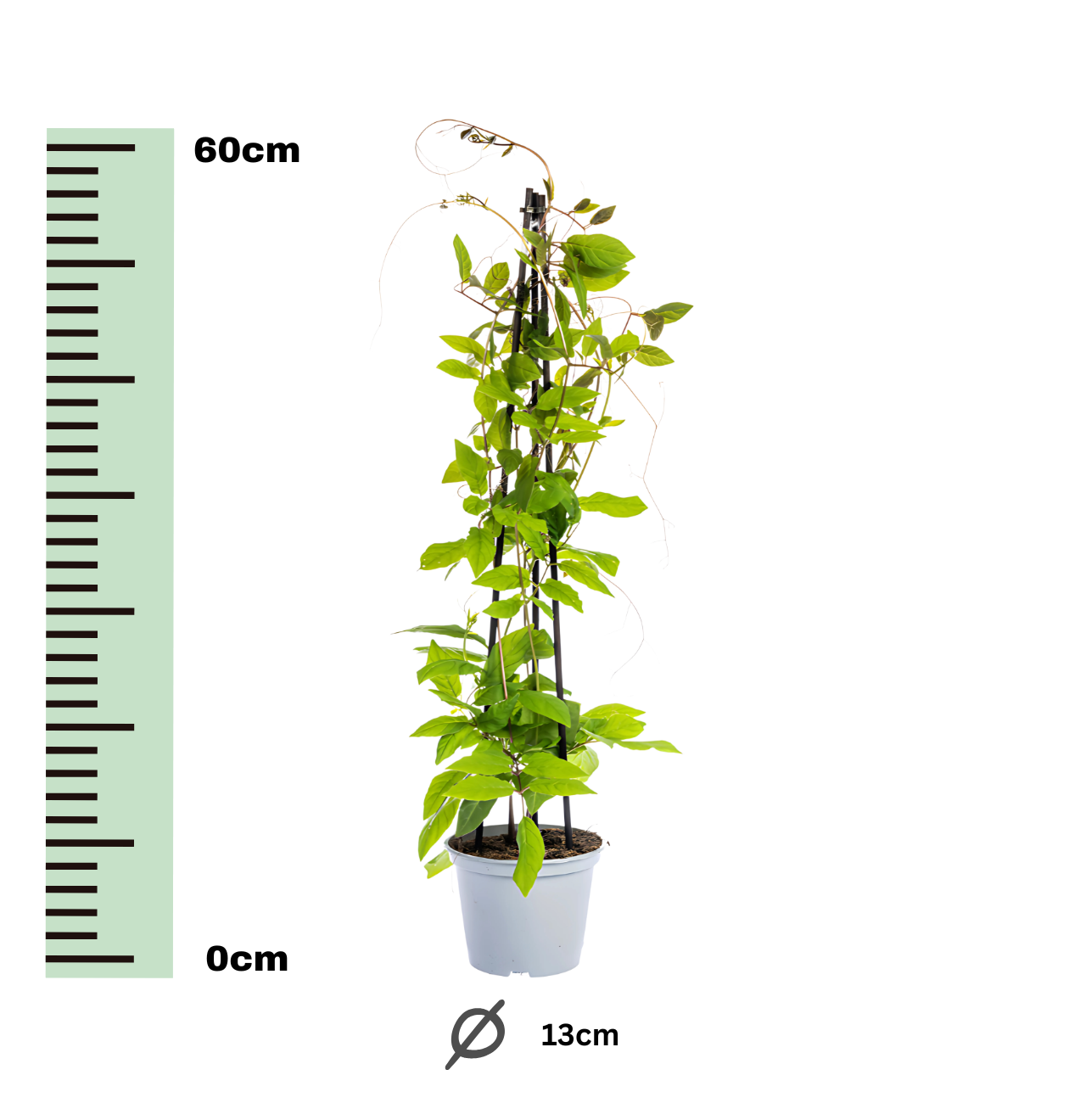 Cobea scandens “Violet Blue” (4 Stück) | Glockenrebe | +/- 60cm | ø 13cm