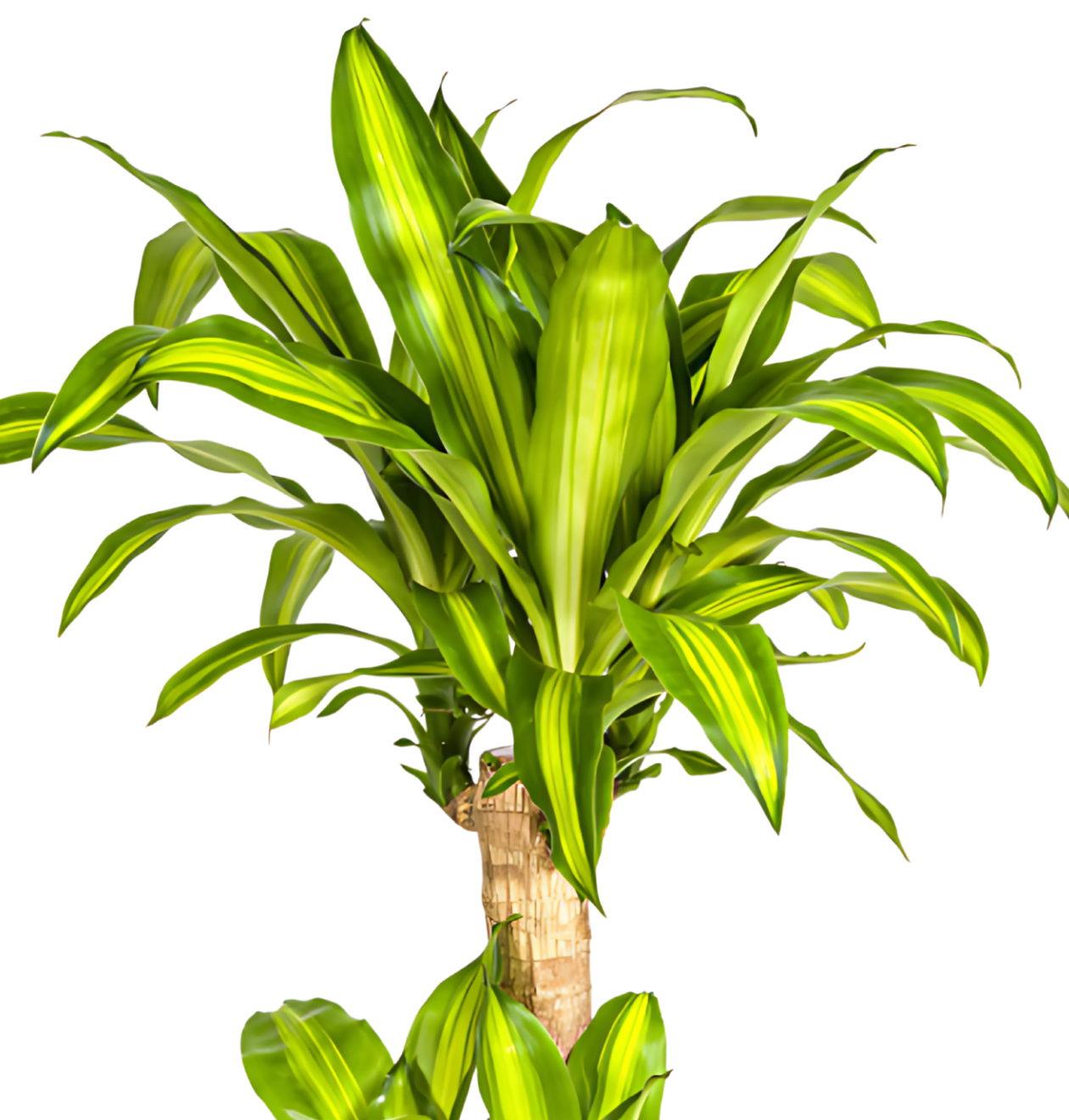 Dracaena Fragrans “Massangeana” | Drachenbaum | +/- 100cm | ø 21cm Topf