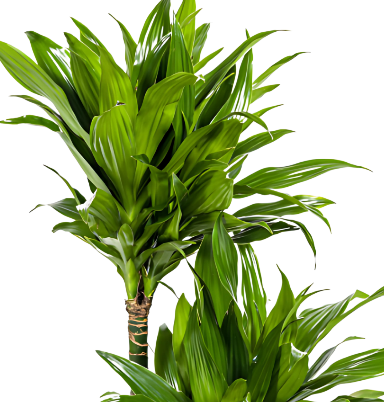 Dracaena Deremensis “Green Jewel” | Drachenbaum | +/- 80cm | ø 19cm Topf