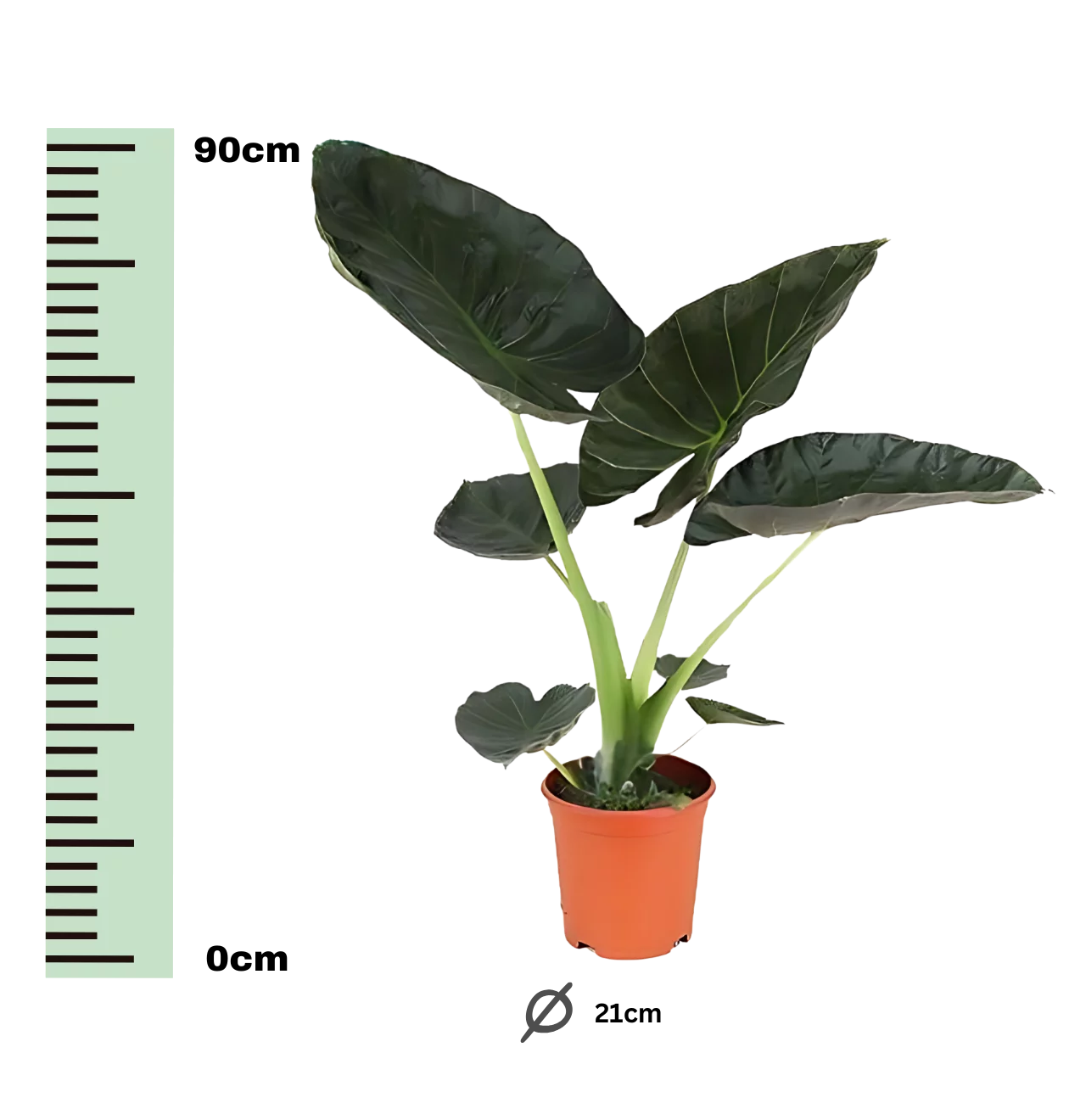 Alocasia “Regal Shield” | Elefantenohr | +/- 90cm | ø 21cm Topf