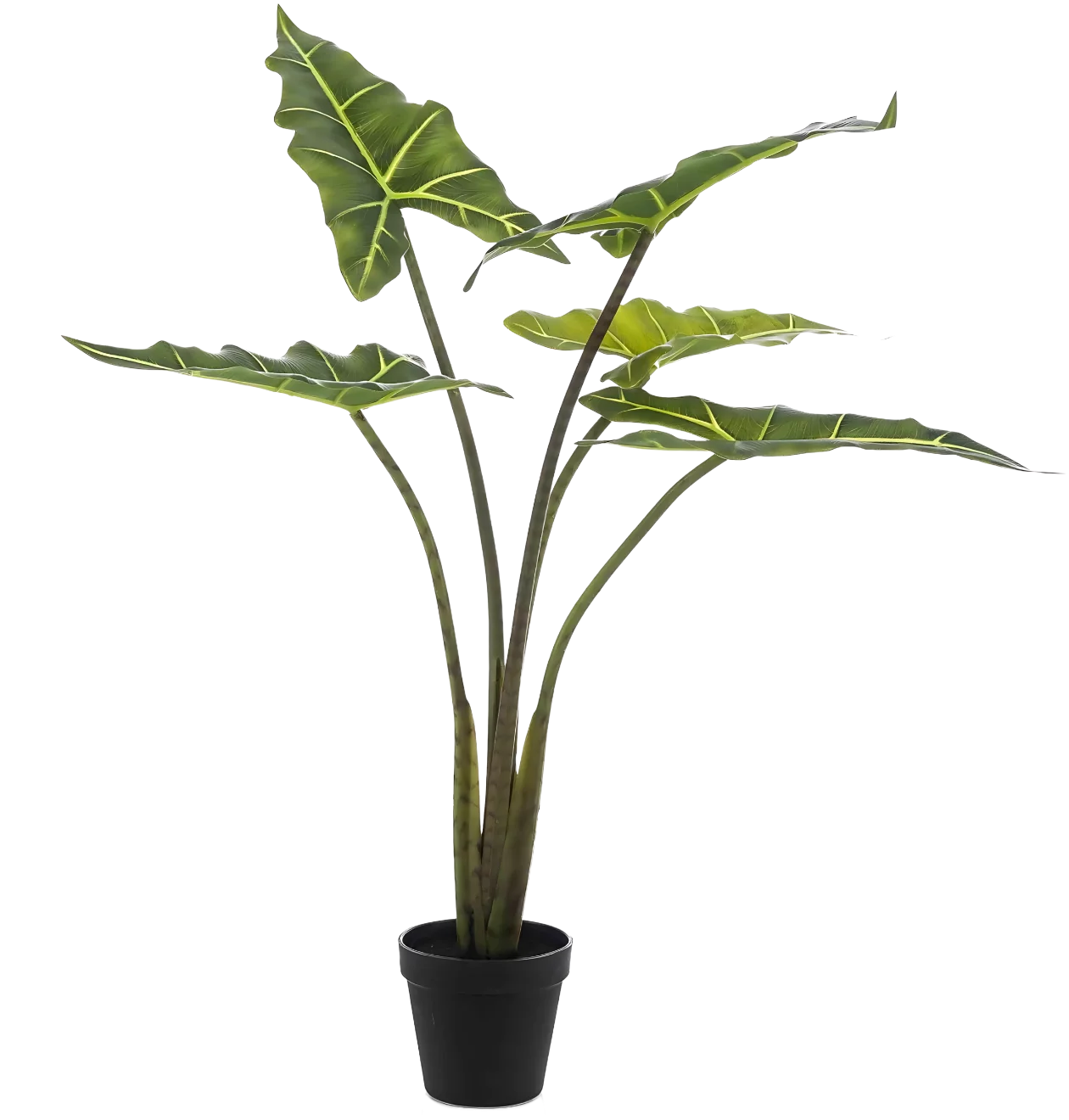 Künstliche Alocasia “Frydek” | Elefantenohr | +/- 80cm | ø 12cm Topf