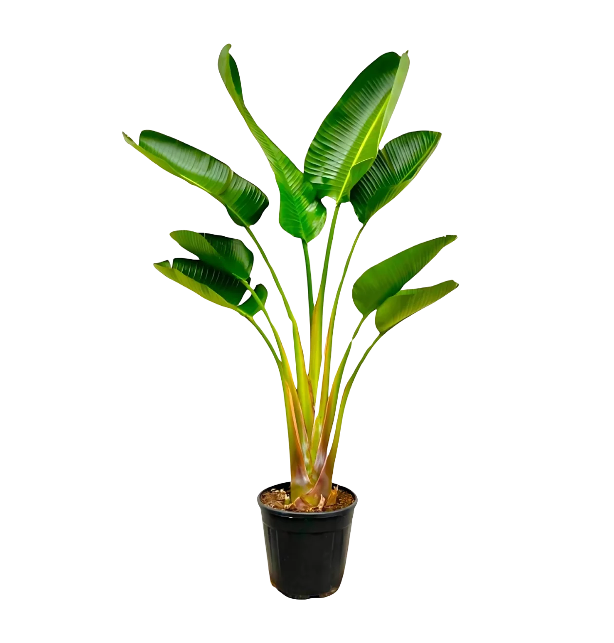 Strelitzia “Augusta” | Weiße Paradiesvogelblume | +/- 160cm | ø 28cm Topf