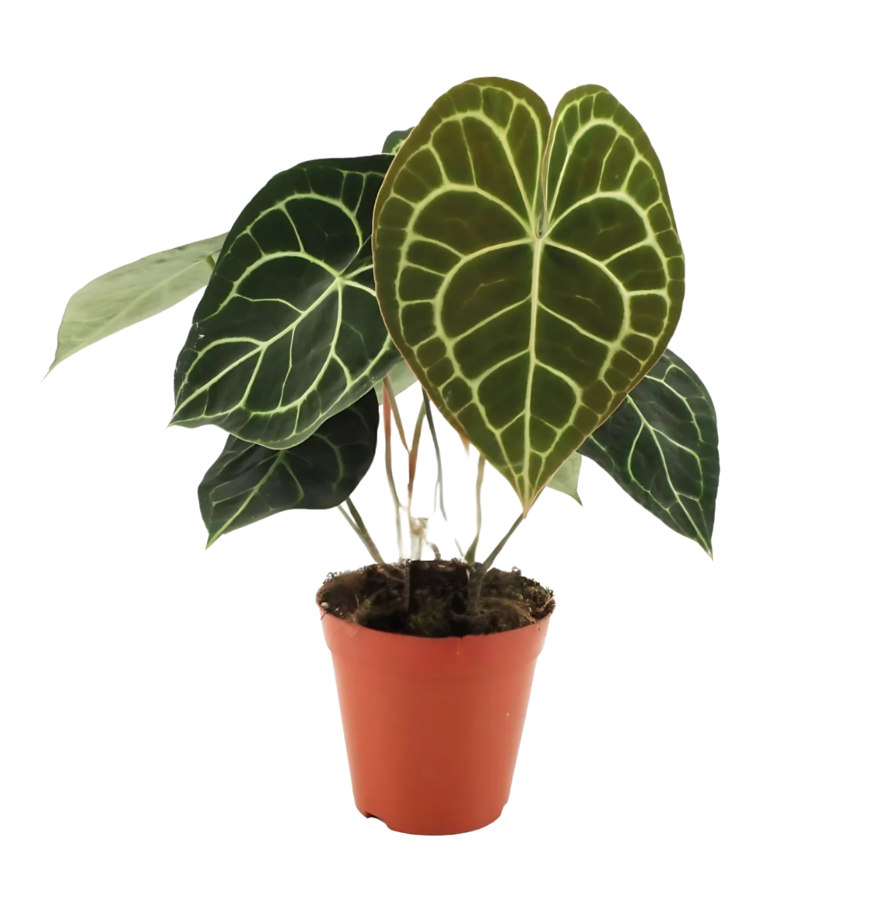 Anthurium “Clarinervium” | Samtblattanthurie | +/- 25cm | ø 15cm Topf