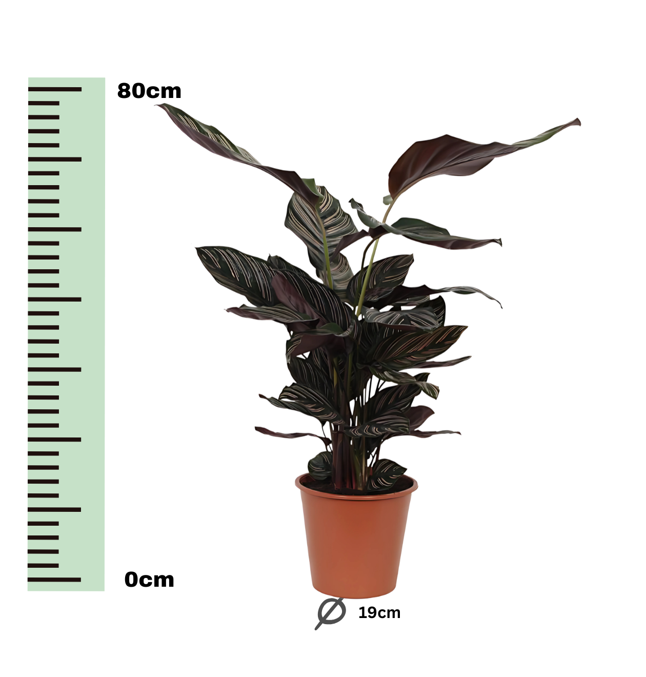 Calathea “Sanderiana” | Korbmarante | +/- 80cm | ø 19cm Topf