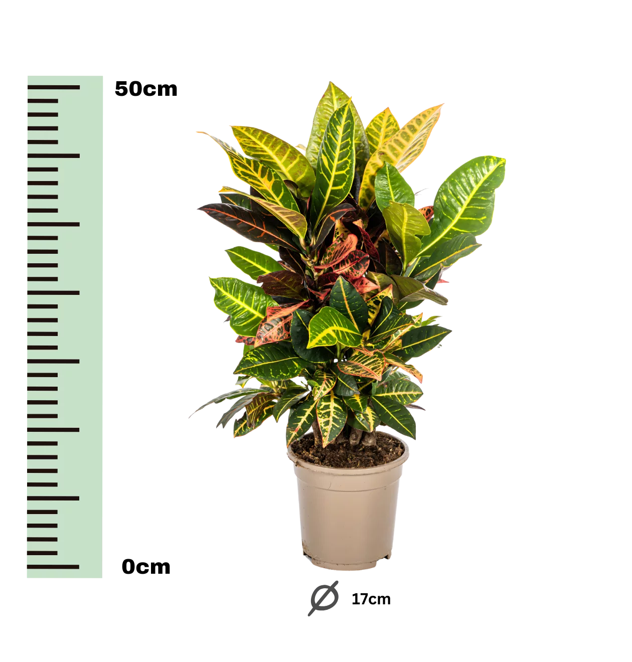 Codiaeum Croton “Petra” | Wunderstrauch | +/- 50cm | ø 17cm Topf