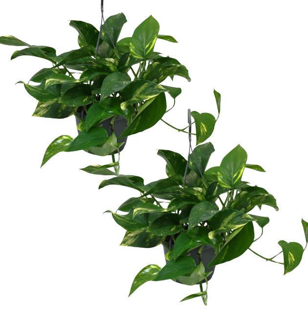 2er-Set Efeutute | Epipremnum aureum | +/- 30-35cm | ø 12-15cm Topf 