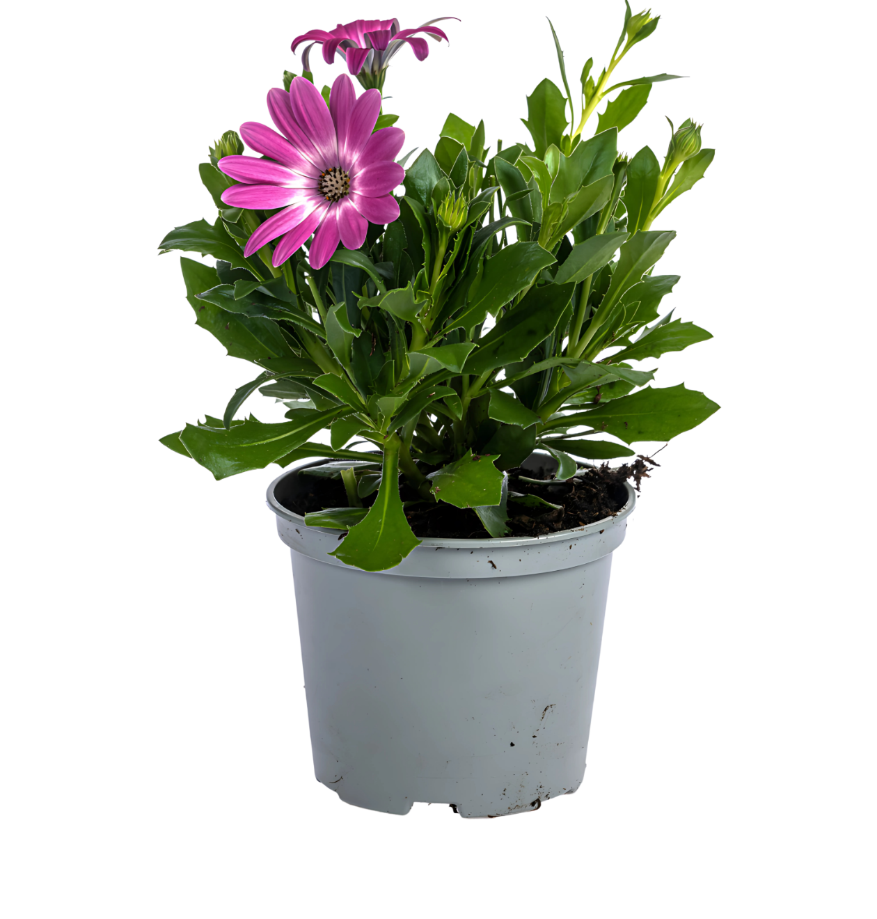 Osteospermum ecklonis “Pink” (8 Stück) | Kapmargerite | +/- 20cm | ø 12cm