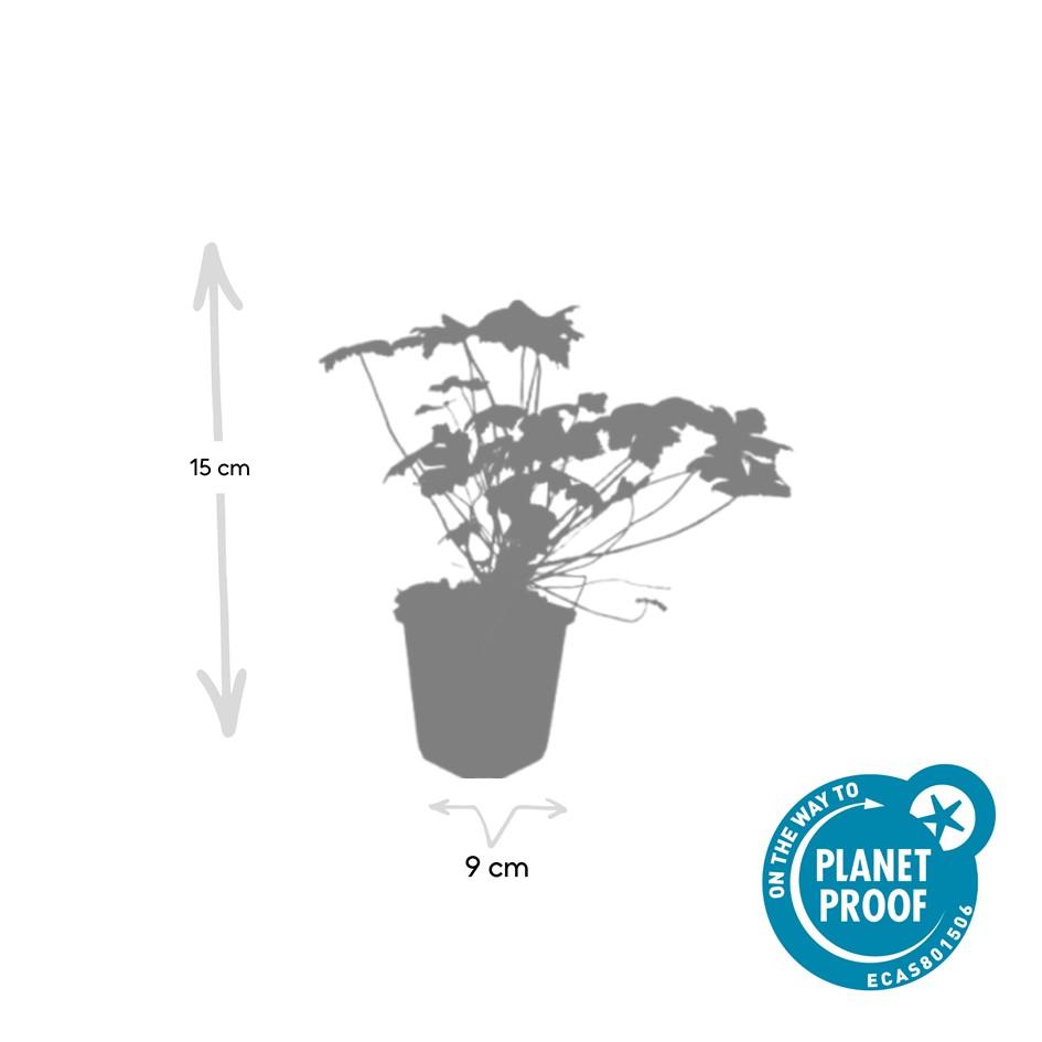 6x Geranium 'Tiny Monster' - ↕10-25cm - Ø9cm