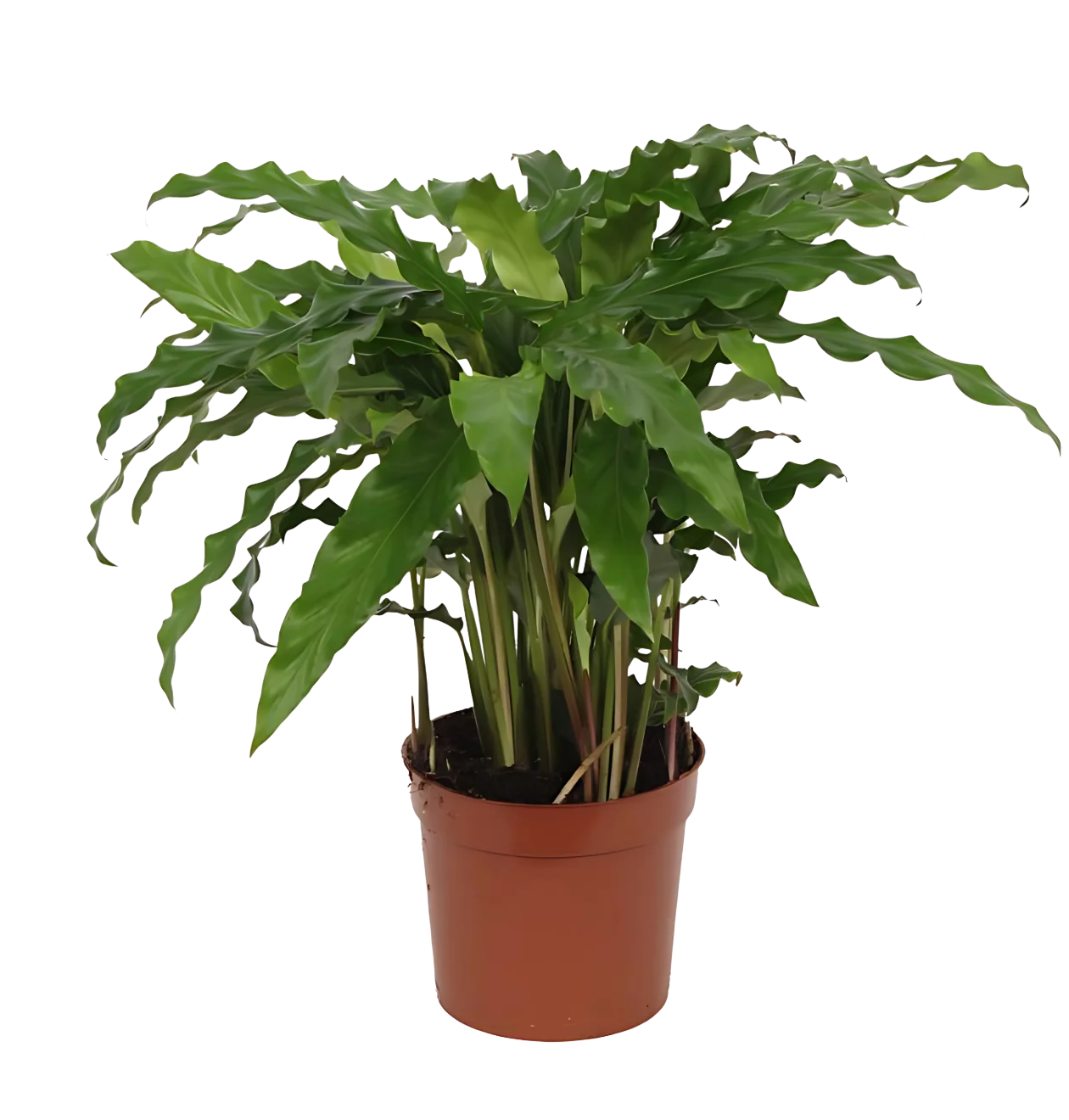 Calathea “Bluegrass” | Korbmarante | +/- 40cm | ø 12cm Topf