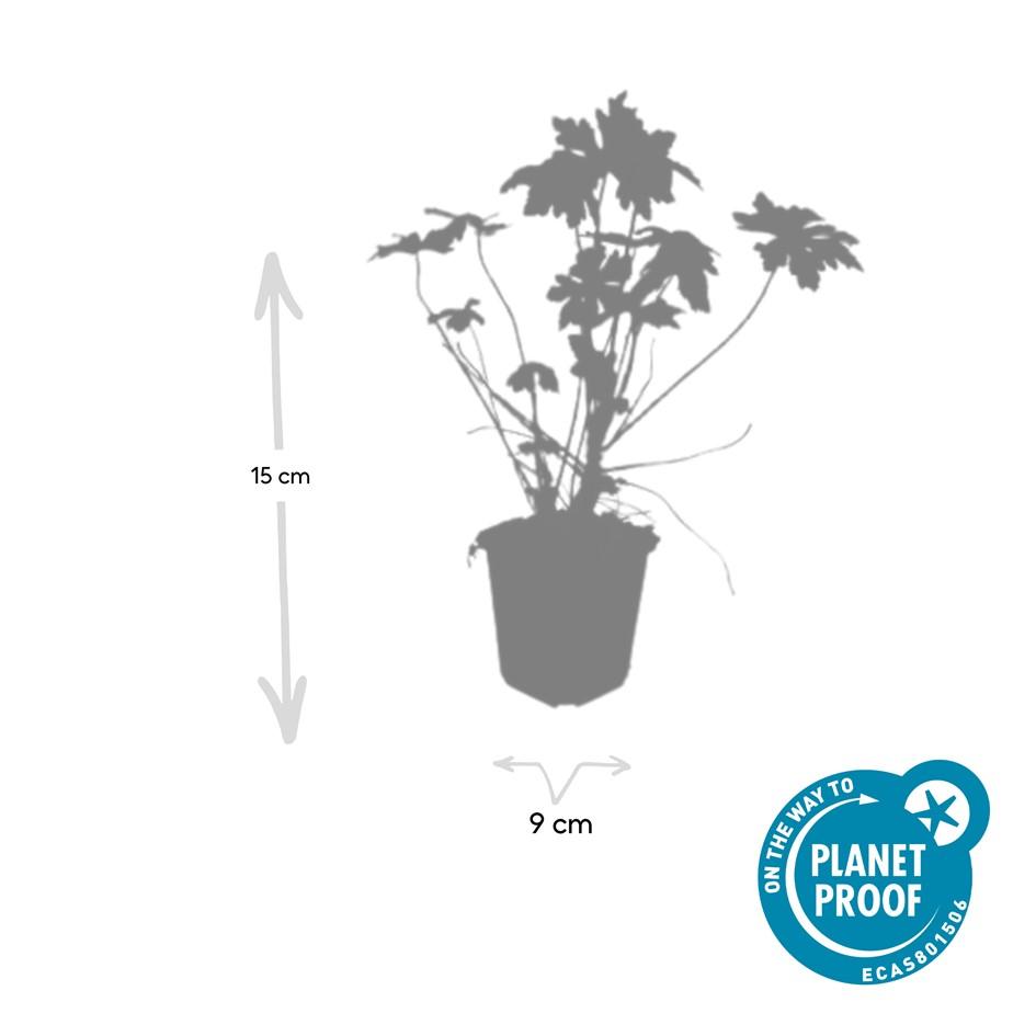 6x Geranium macrorrhizum - ↕10-25cm - Ø9cm