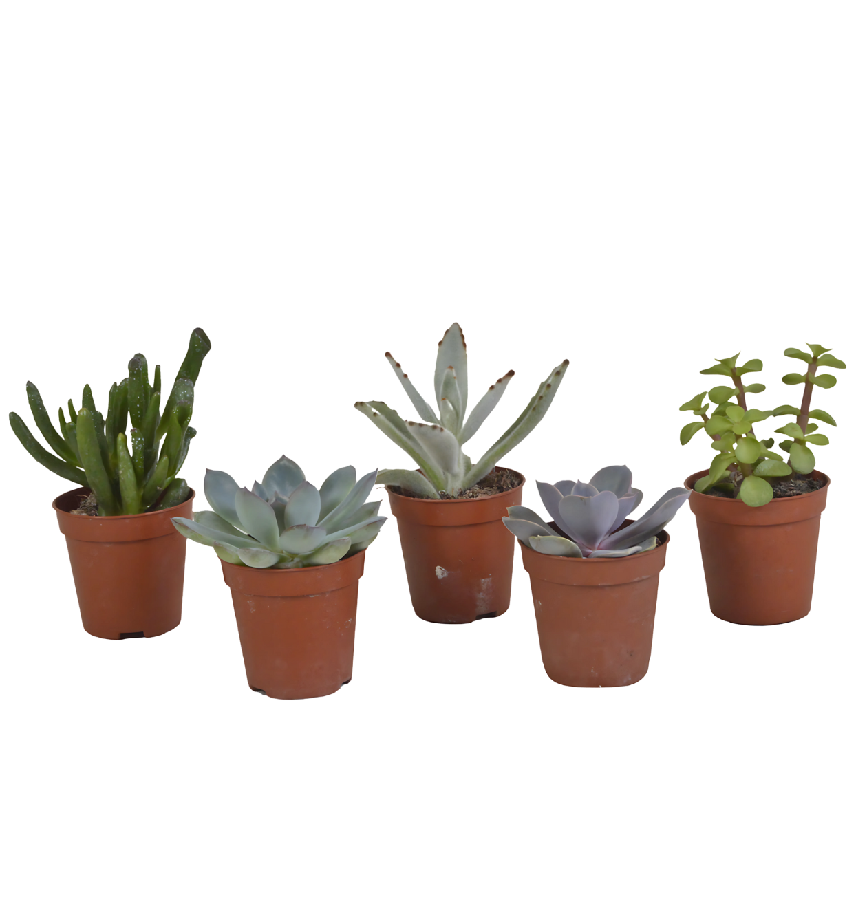 Sukkulenten 5er-Set (Ohne Topf) | Sukkulenten Mix | +/- 8-13cm | ø 5,5cm Topf