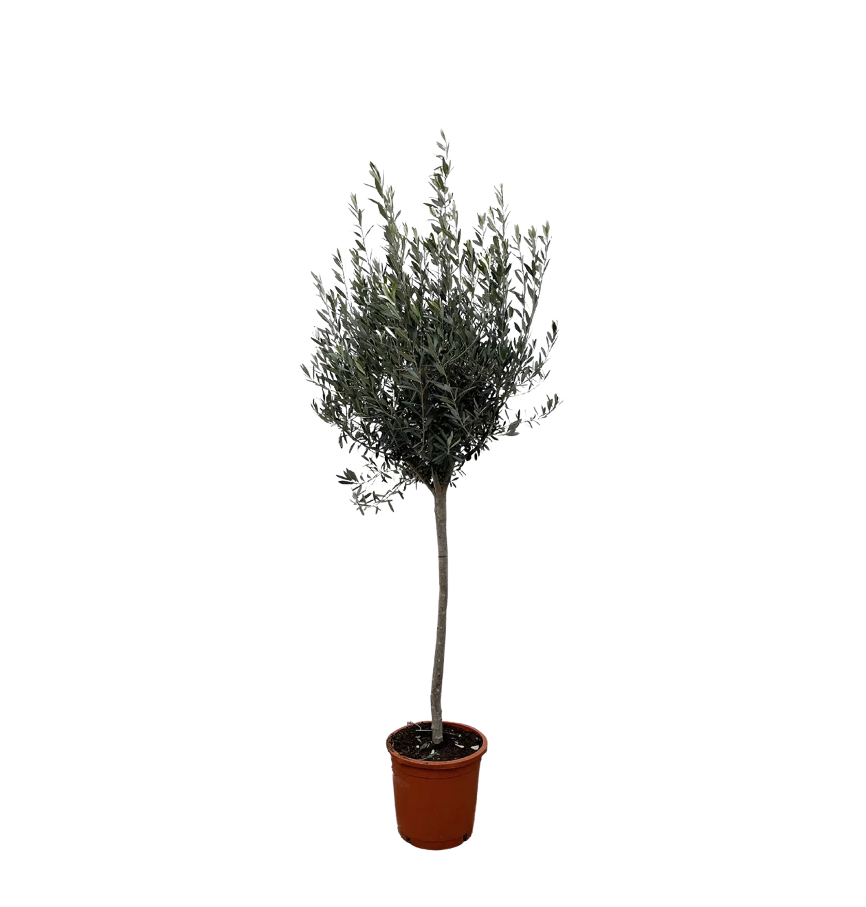 Olea Europaea “Op Stam” | Olivenbaum am Stamm | +/- 160cm | ø 24cm Topf
