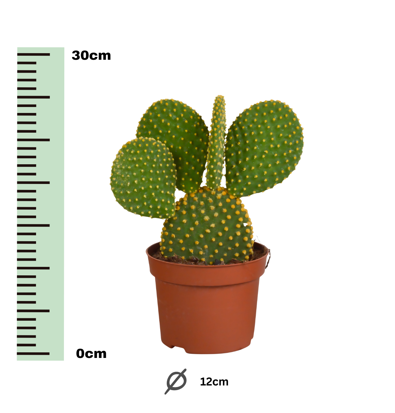 Opuntia Microdasys (Ohne Topf) | Engelsohr Kaktus | +/- 15-30cm | ø 12cm Topf
