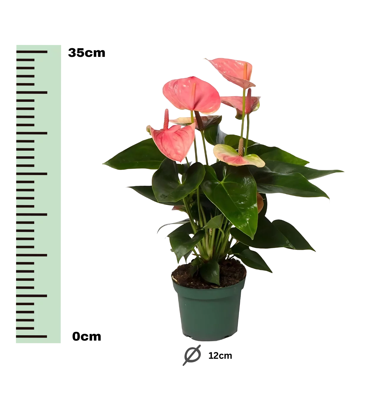 Anthurium “Sweet Dream” | Flamingoblume | +/- 35cm | ø 12cm Topf