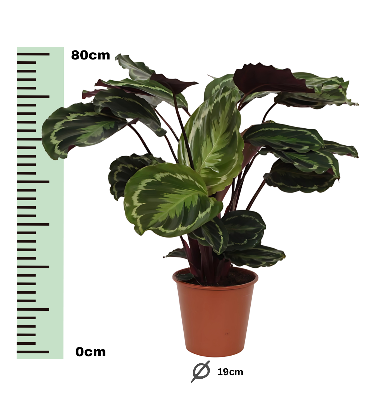 Calathea “Medallion” | Korbmarante | +/- 80cm | ø 19cm Topf