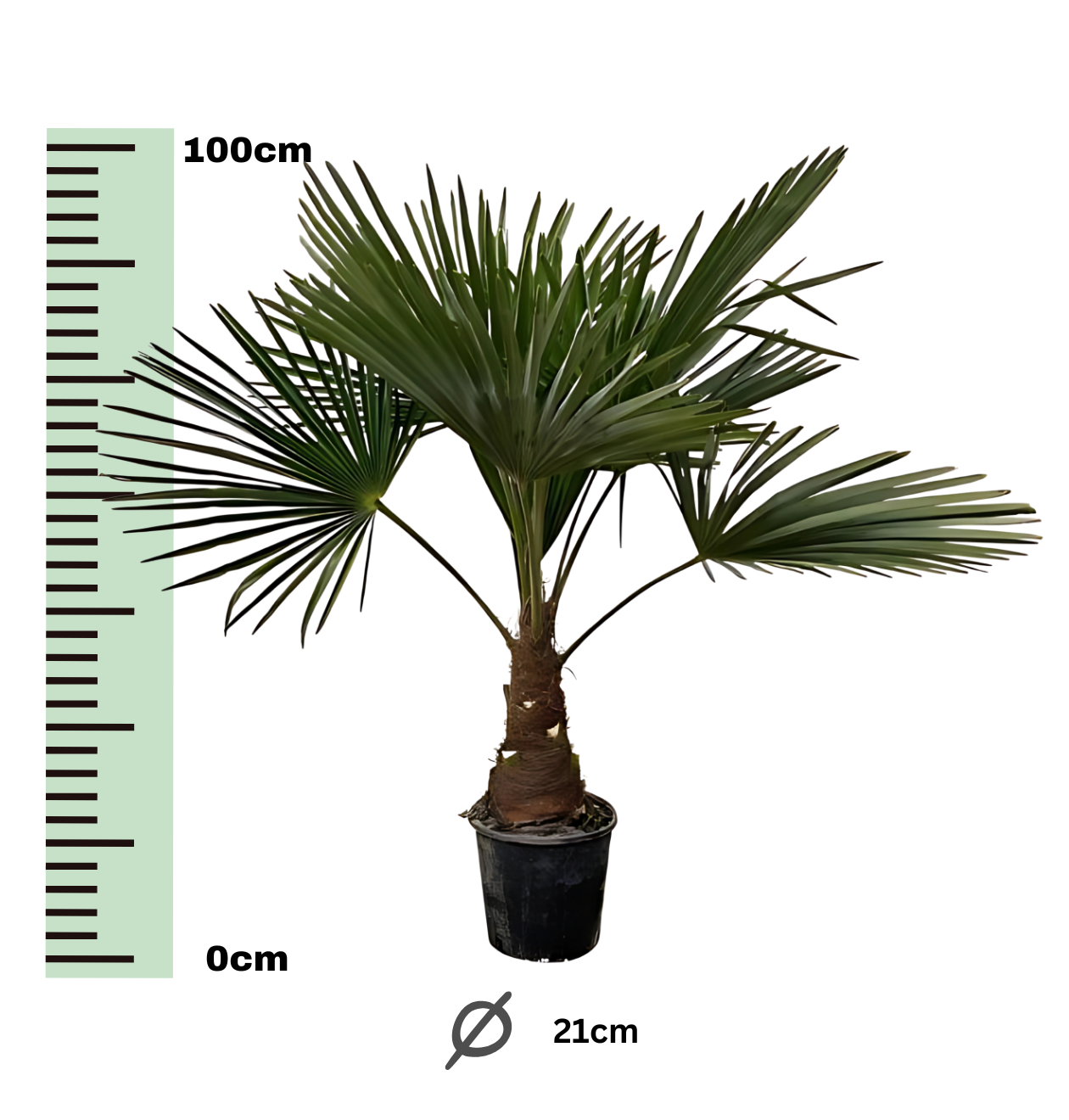 Trachycarpus | Hanfpalme | +/- 100cm | ø 21cm