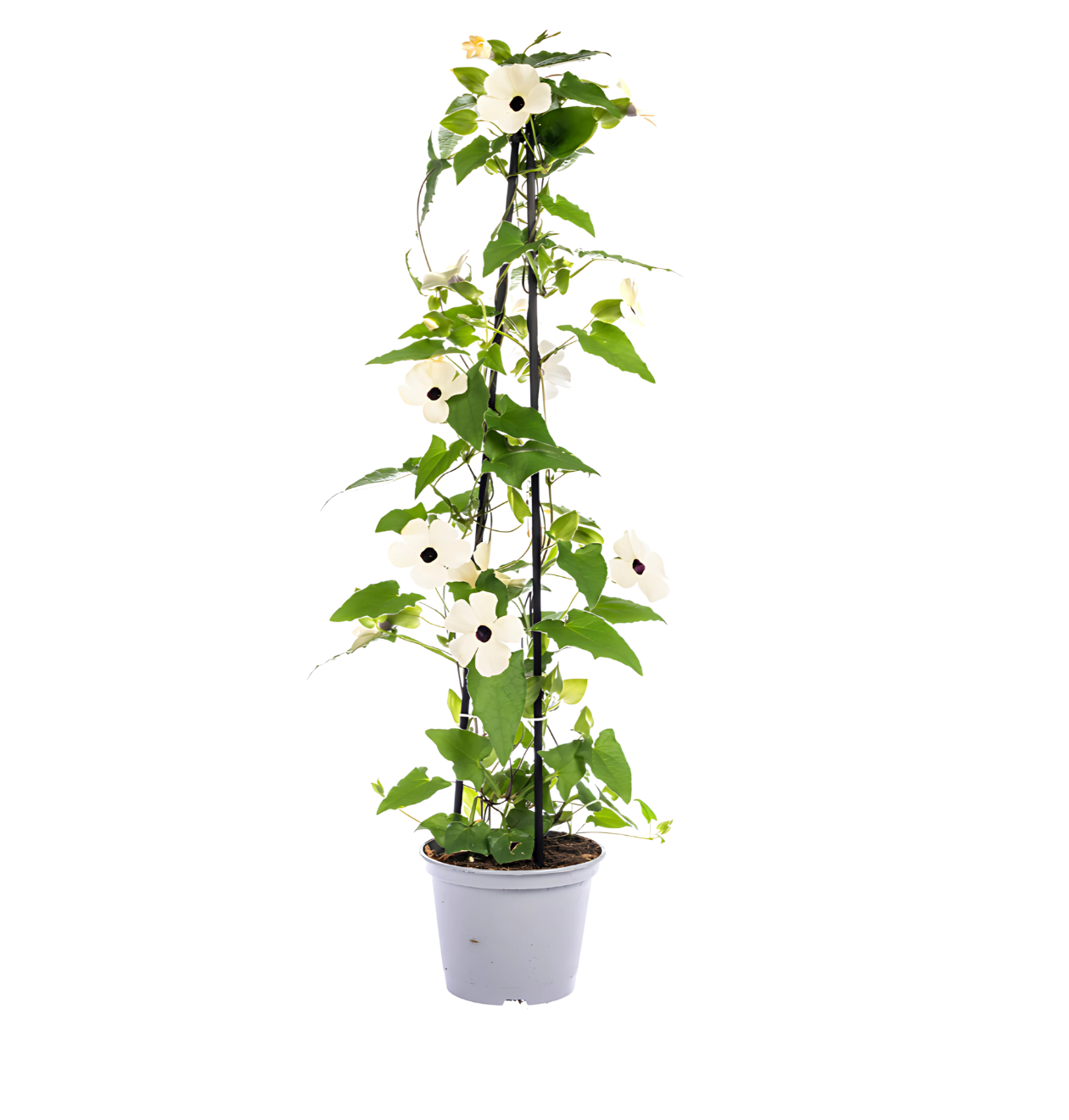 Thunbergia alata “Sunny Susy Mix” (4er-Mix) | Schwarzäugige Susanne | +/- 60cm | ø 13cm