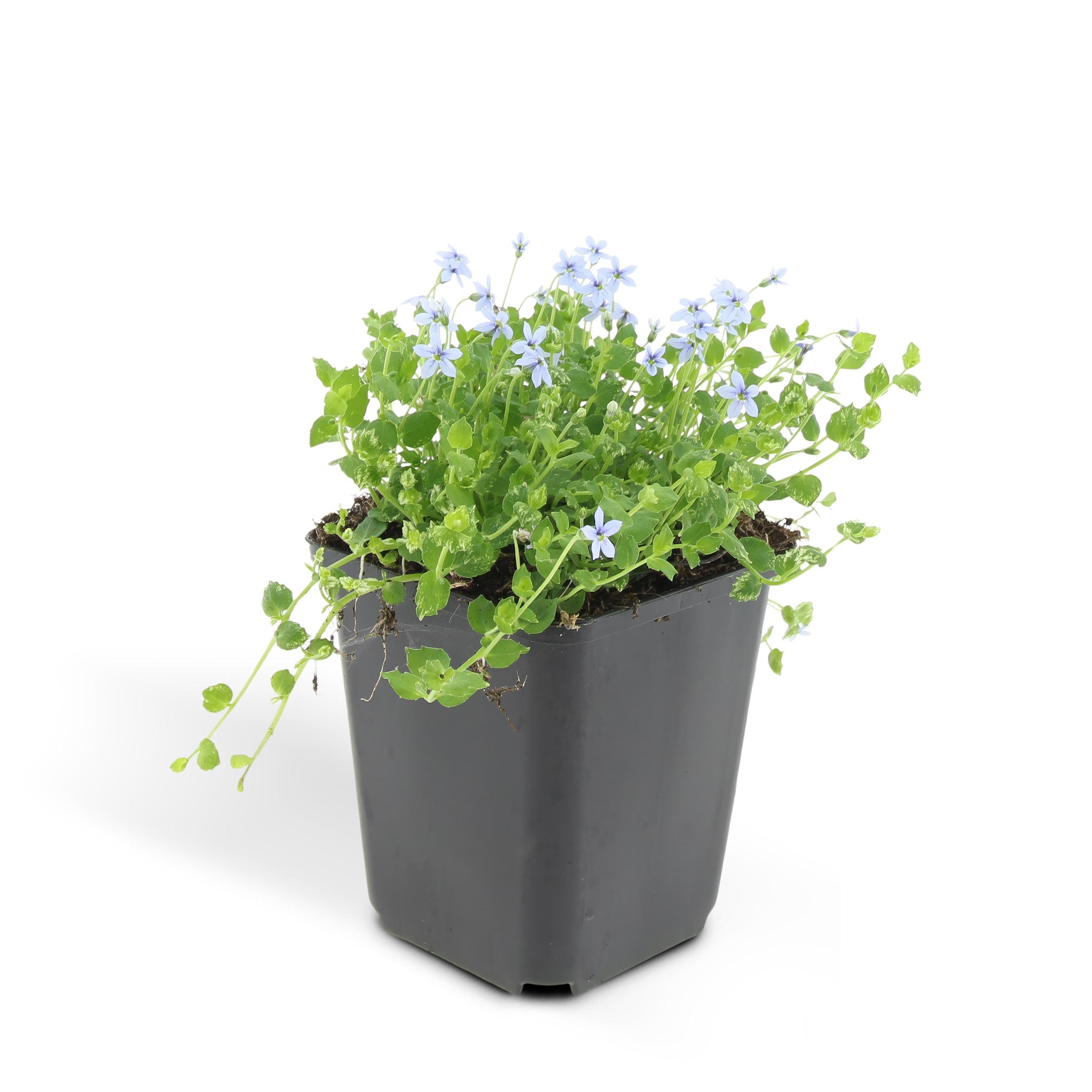 6x Isotoma fluviatilis - ↕10-25cm - Ø9cm