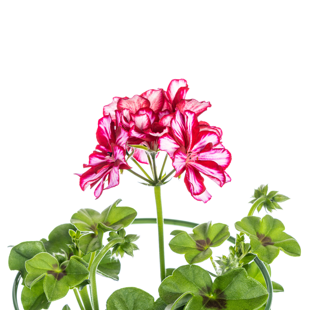 8x Pelargonium peltatum Mexica Ruby Ø12 cm - ↕20 cm