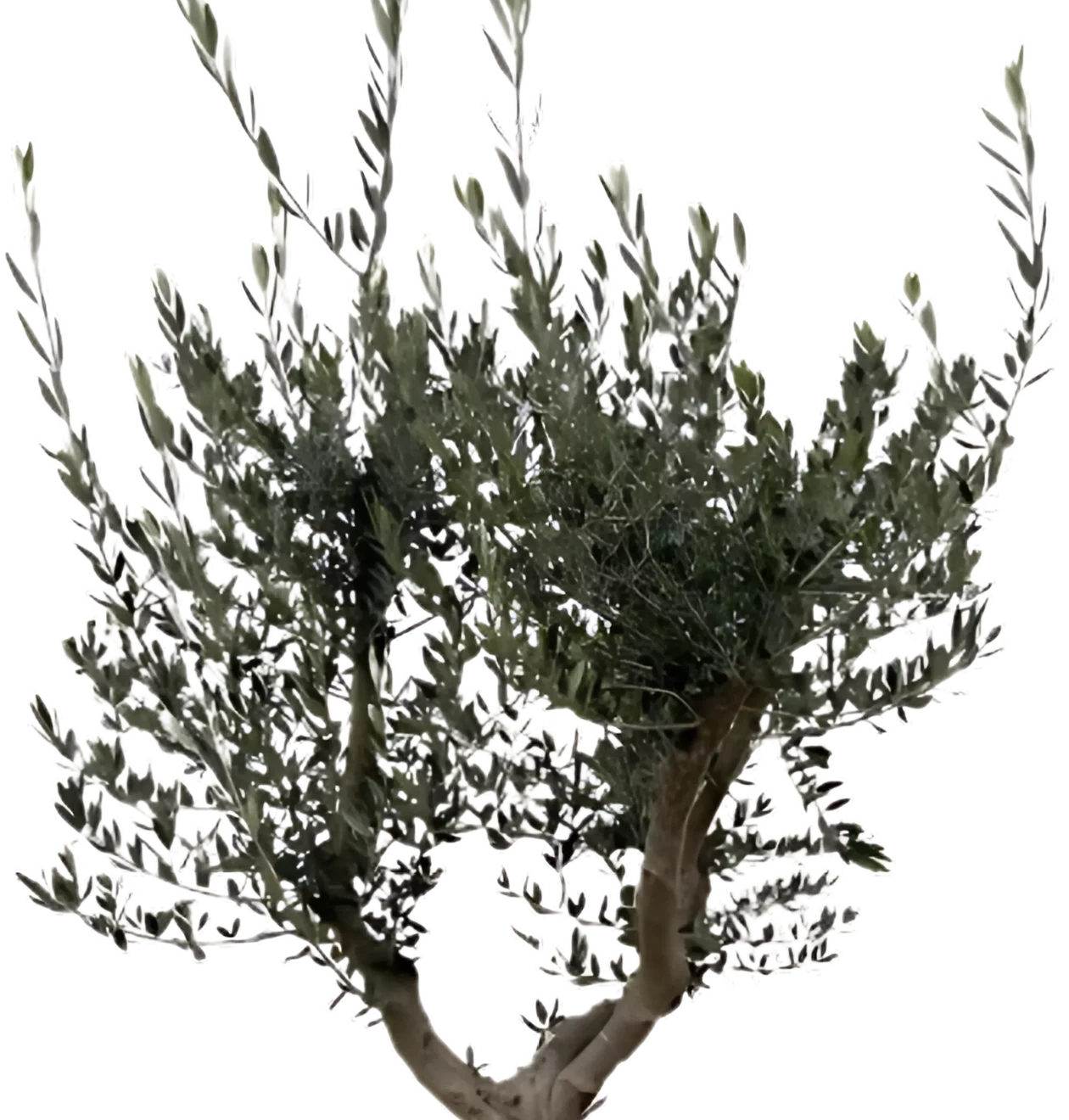 Olea Europaea “Cultivo” | Olivenbaum | +/- 200cm | ø 45cm Topf