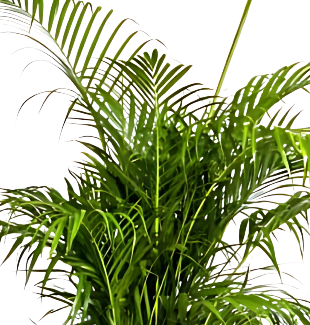 Dypsis Areca Lutescens | Goldfruchtpalme | +/- 180cm | ø 27cm Topf