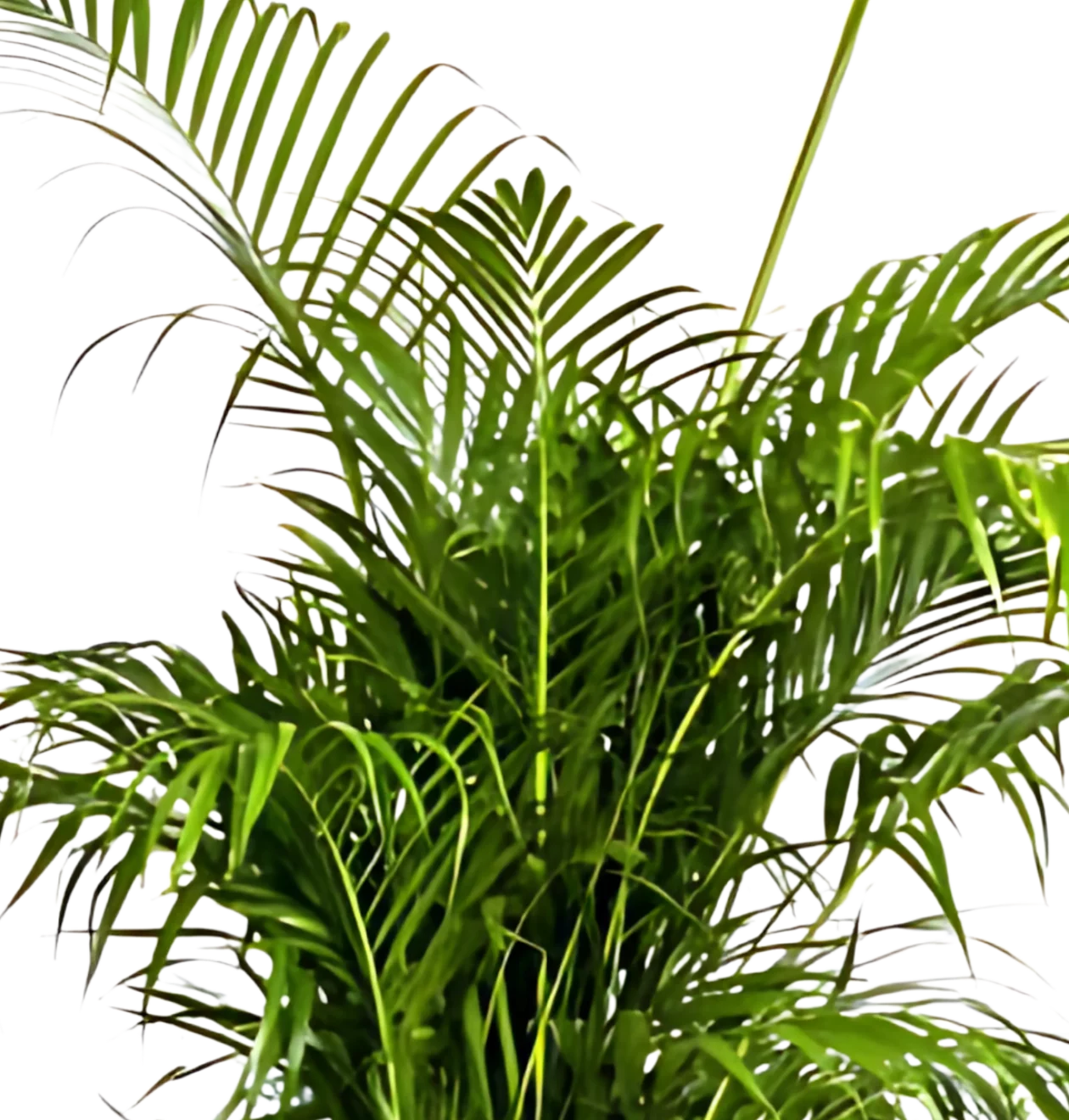 Dypsis Areca Lutescens | Goldfruchtpalme | +/- 180cm | ø 27cm Topf