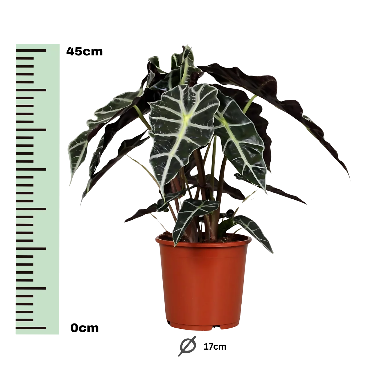 Alocasia “Polly” | Elefantenohr | +/- 45cm | ø 17cm Topf