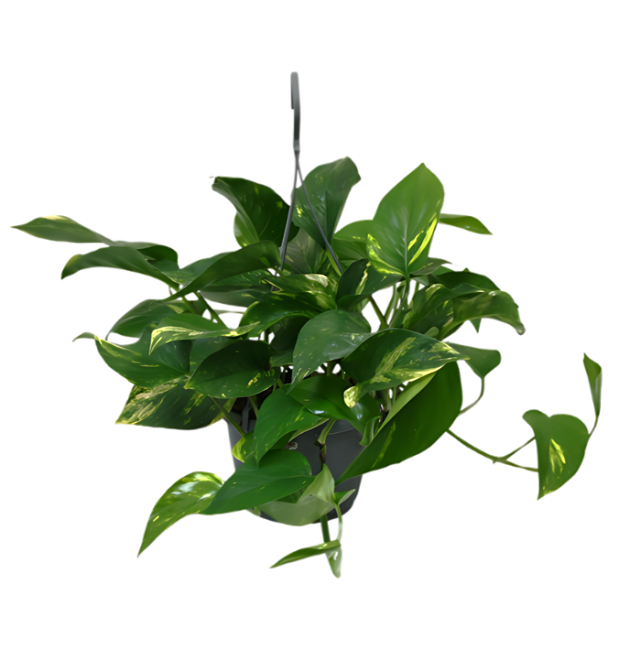 6er-Set “Exotica” | Bananenpflanze | Korbmarante | Affenblatt | Efeutute | Bogenhanf | Monstera | +/- 25-50cm | ø 12-15cm Topf 