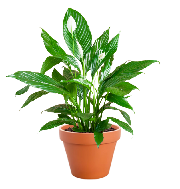 3er-Set | Spathiphyllum | "Einblatt" | +/- 70-80cm | ø 12-15cm Topf 