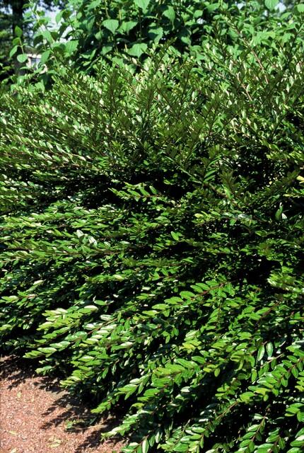 6x Lonicera pileata 'Purple Pearl' - ↕10-25cm - Ø9cm