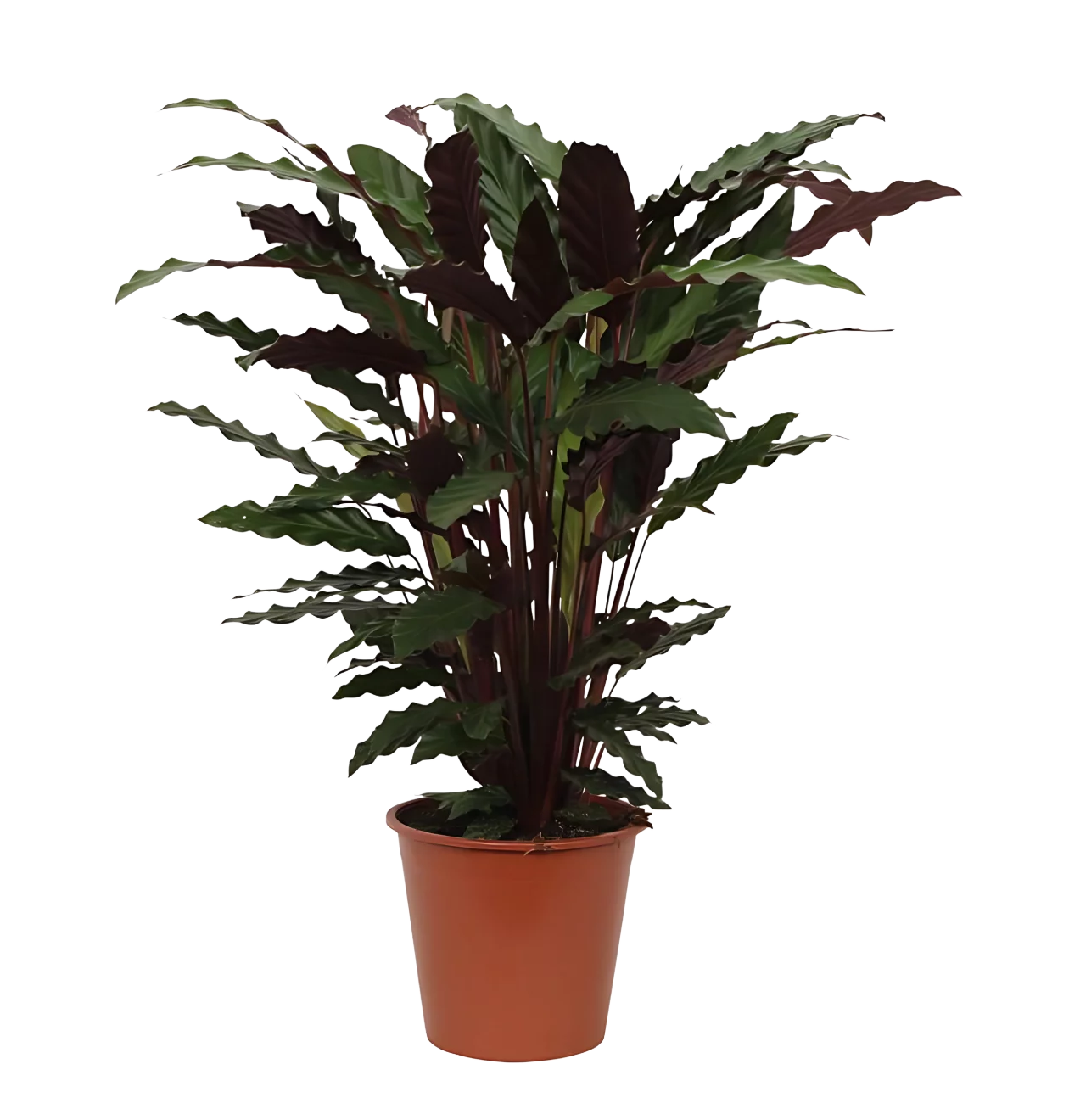 Calathea “Wavestar” | Korbmarante | +/- 80cm | ø 19cm Topf