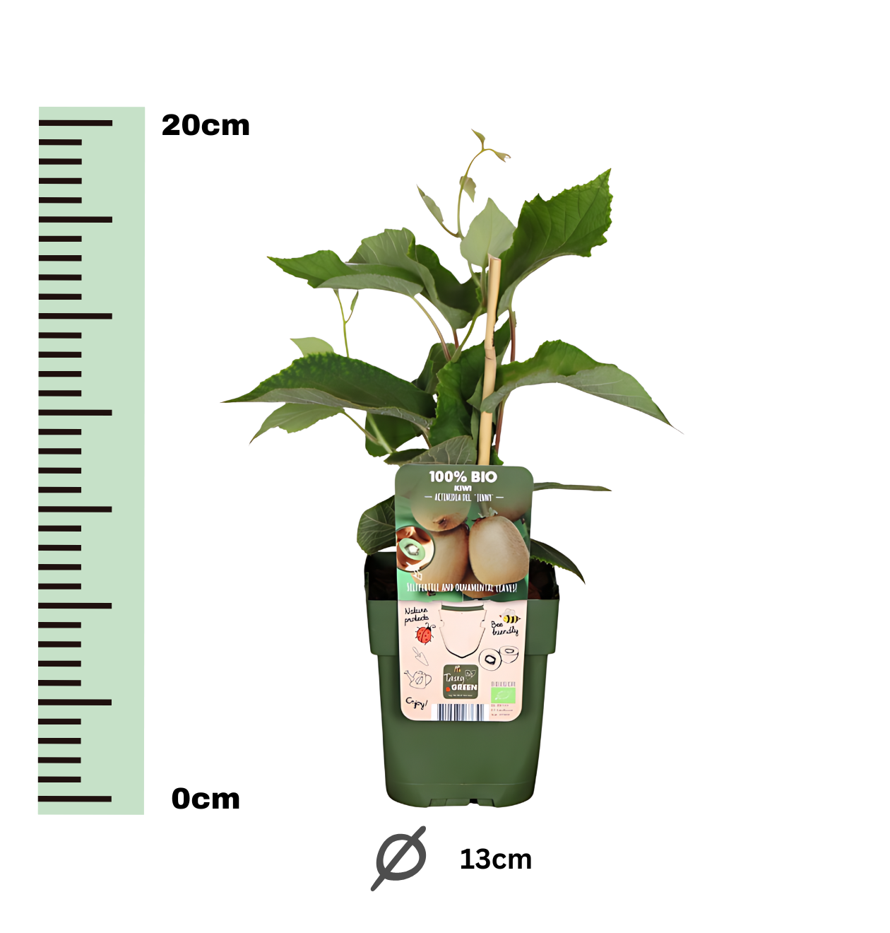 Bio Kiwipflanzen (3 Stück) | +/- 20 cm | ø 13 cm