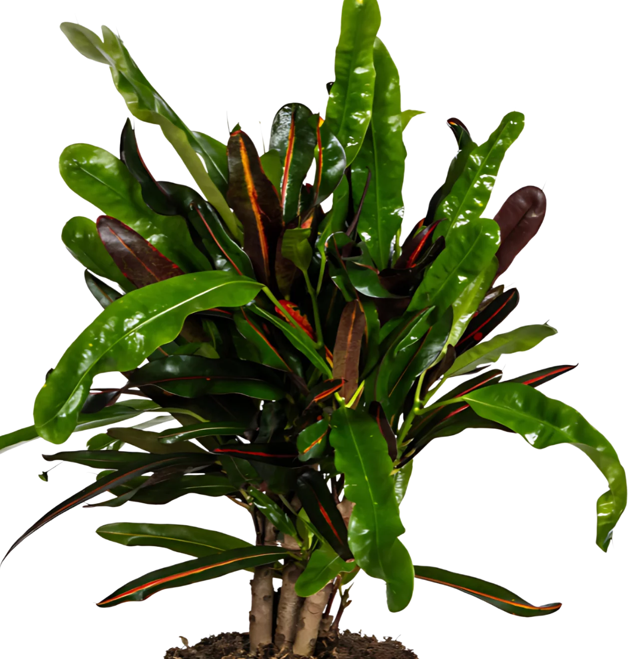 Codiaeum Croton “Mamey” | Wunderstrauch | +/- 50cm | ø 17cm Topf