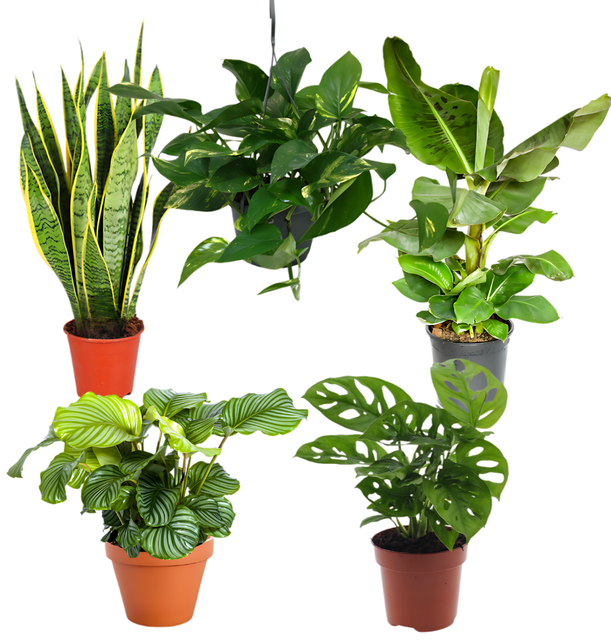 5er-Set “Exotica” | Bananenpflanze | Korbmarante | Affenblatt | Efeutute | Bogenhanf | +/- 25-50cm | ø 12-15cm Topf 