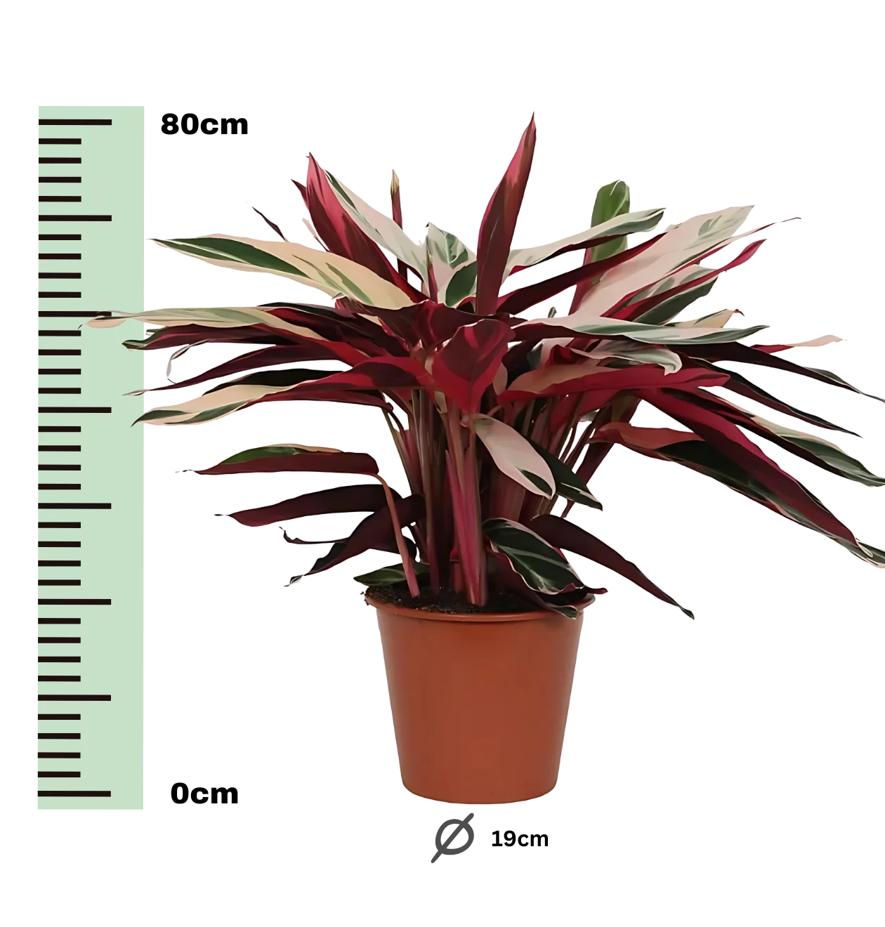 Calathea “Triostar” (Stromanthe) | Korbmarante | +/- 80cm | ø 19cm Topf