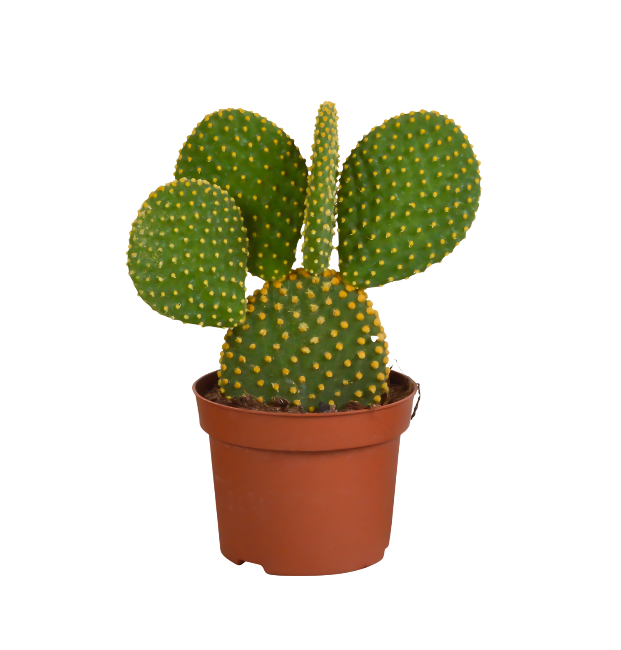 Opuntia Microdasys (Ohne Topf) | Engelsohr Kaktus | +/- 15-30cm | ø 12cm Topf