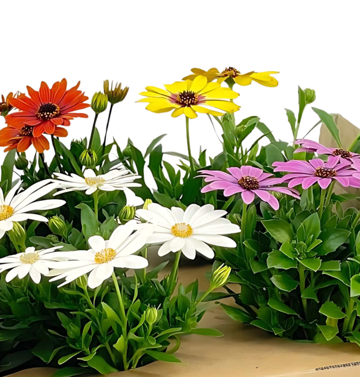 Osteospermum ecklonis “Mix” (8 Stück) | Kapmargerite | +/- 20cm | ø 12cm