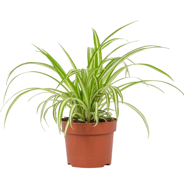 5er-Set | Grünlilie | Katzengras | Drachenbaum | Korbmarante | Einblatt | +/- 40-60cm | ø 12-15cm Topf