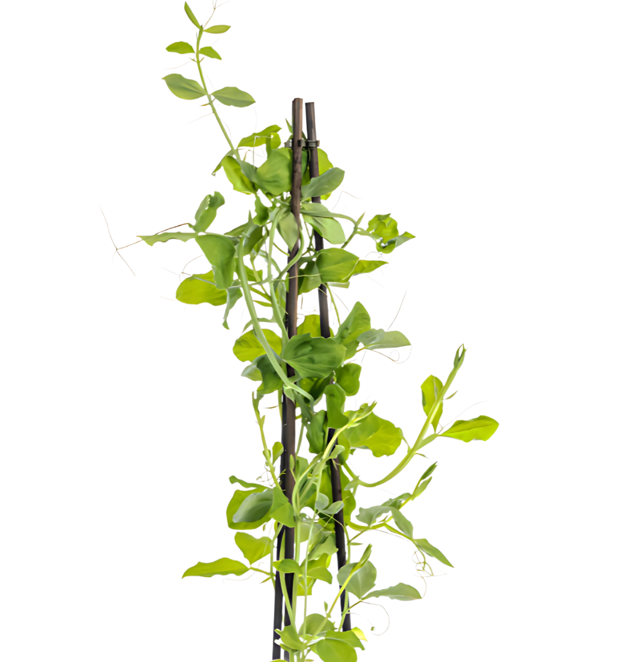 Lathyrus odoratus (4 Stück) | Duftwicke | +/- 60cm | ø 13cm