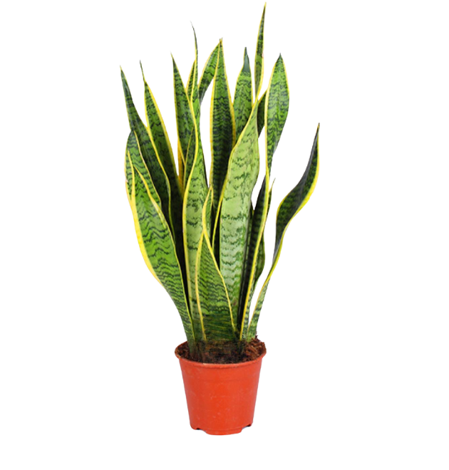 2er-Set Bogenhanf | Sansevieria | +/- 40-50cm | ø 12-15cm Topf 