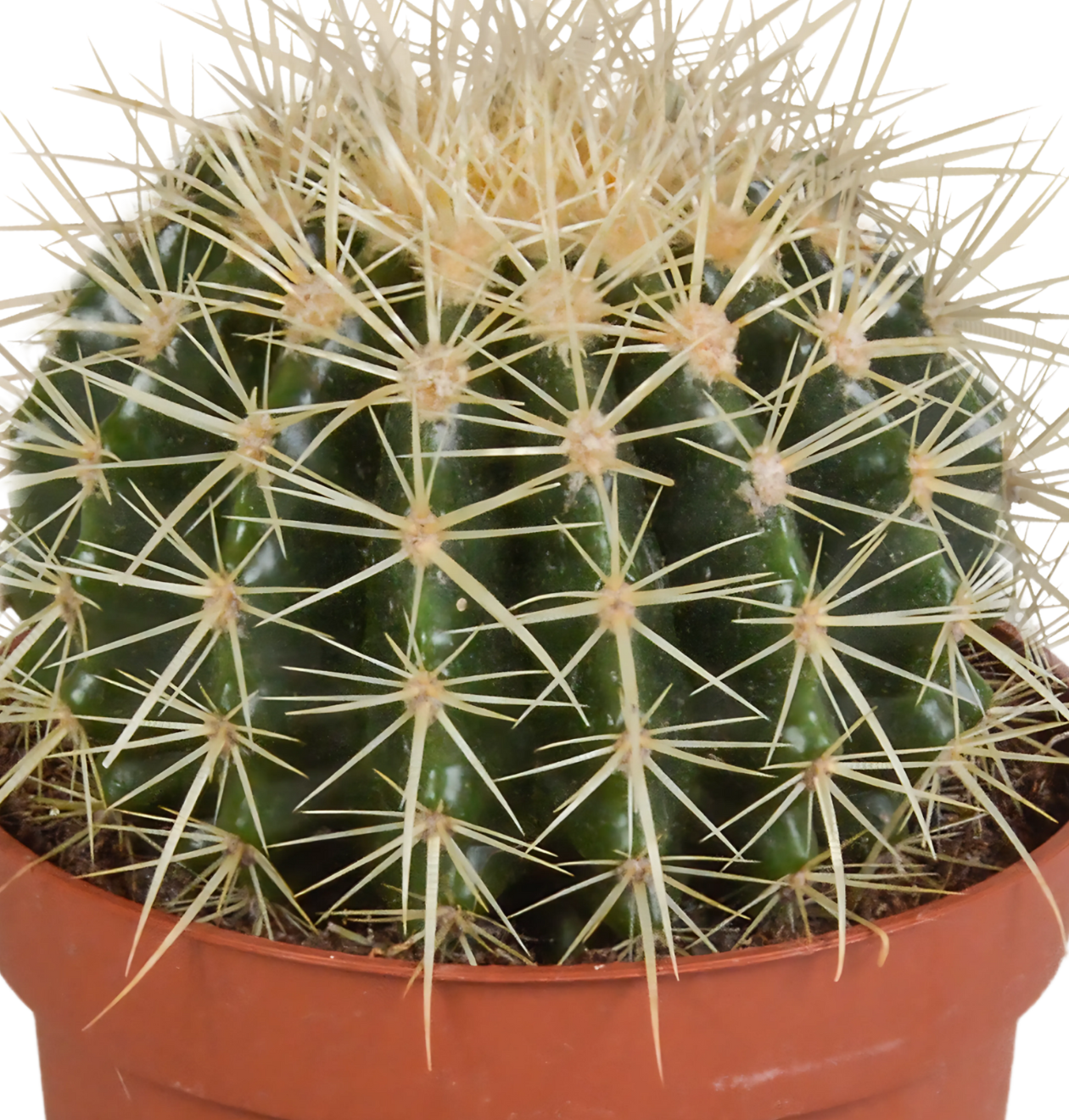 Echinocactus Grusonii | Goldkugelkaktus | +/- 20-30cm | ø 12cm Topf