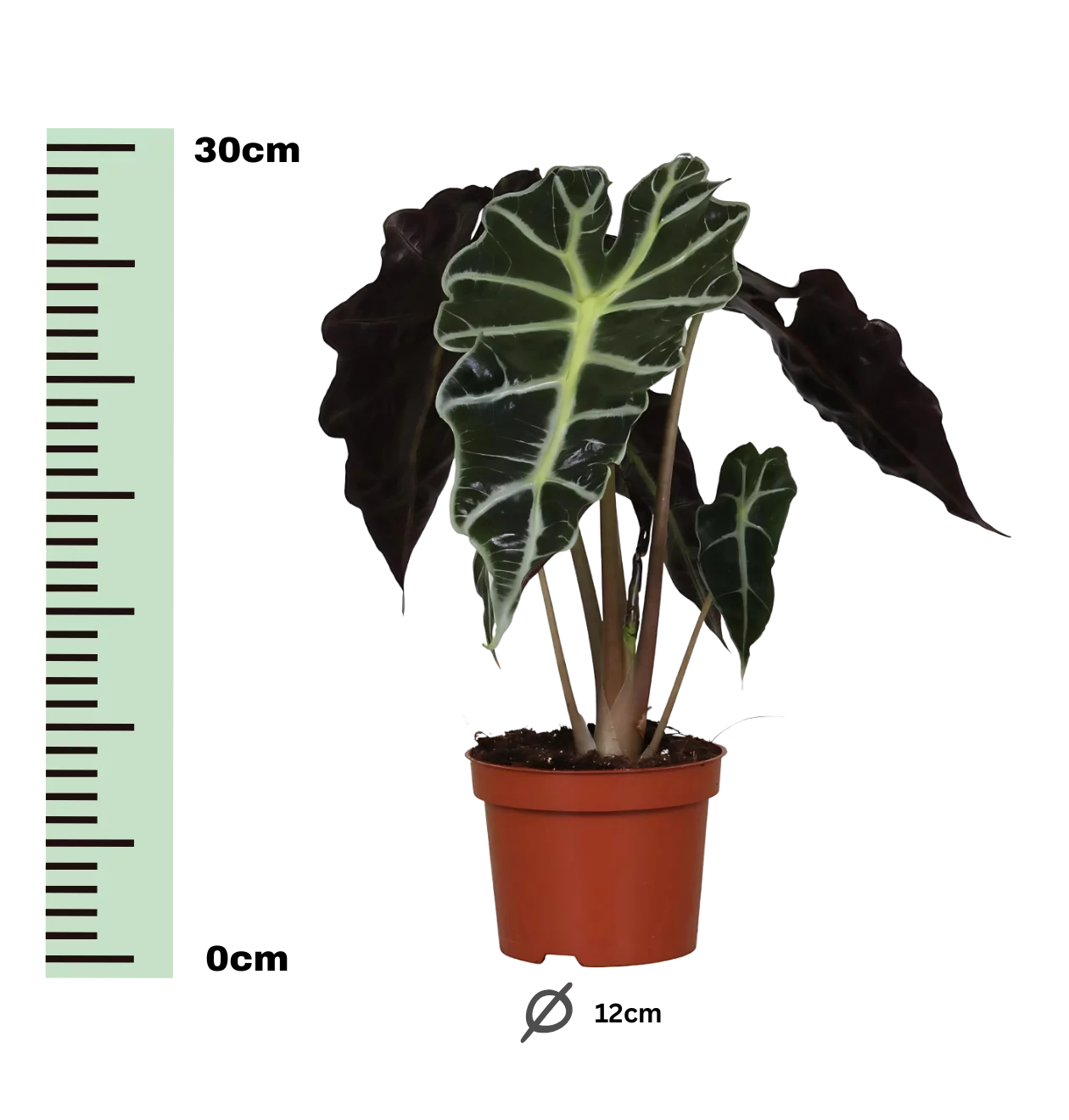 Alocasia “Amazonica Polly” | Elefantenohr | +/- 30cm | ø 12cm Topf