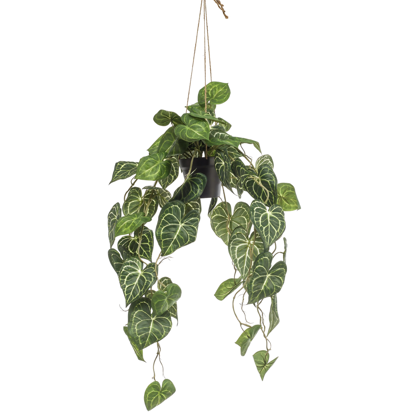 Künstliche Anthurium “Clarinervium” | Aderpflanze | +/- 80cm | ø 18cm Topf