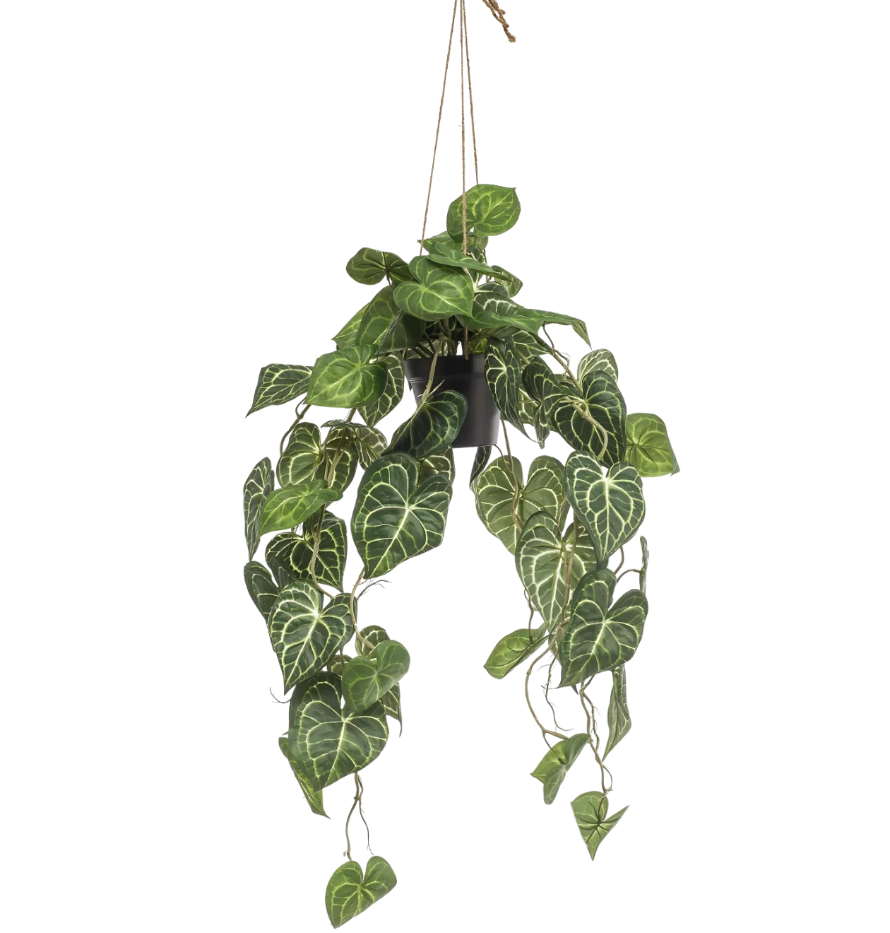 Künstliche Anthurium “Clarinervium” | Aderpflanze | +/- 80cm | ø 18cm Topf