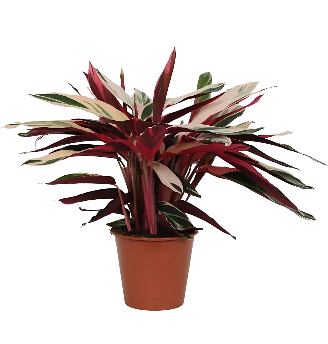 Calathea “Triostar” (Stromanthe) | Korbmarante | +/- 80cm | ø 19cm Topf