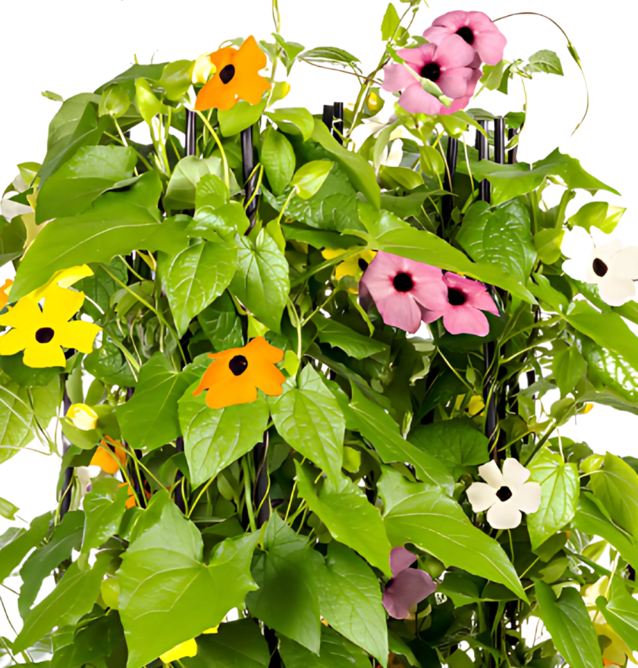 Thunbergia alata “Sunny Susy Mix” (4er-Mix) | Schwarzäugige Susanne | +/- 60cm | ø 13cm