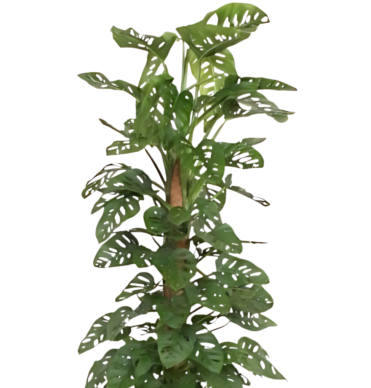 Monstera “Monkey Leaf” mit Moosstab | Affenblatt | +/- 180cm | ø 27cm Topf